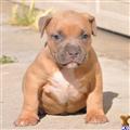 Puppies for Sale
